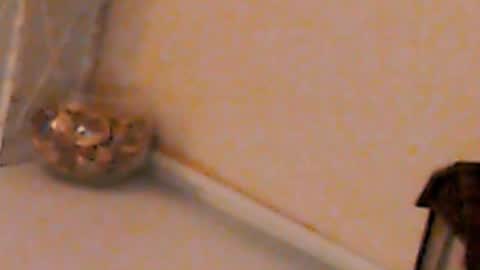 Heaven girl online show from 4, 2, 2025