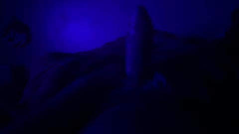 hextor70 online show from 22, 3, 2026