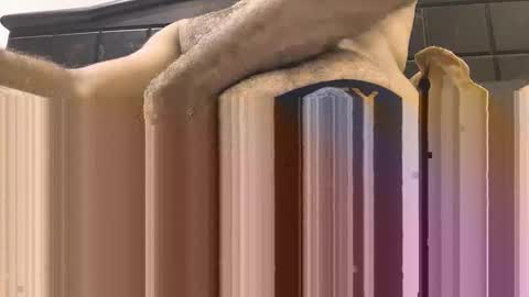 Snapshot of hornyboy_01z chatting on 11, 9, 2025 hornyboy_01z online show from 11, 9, 2025