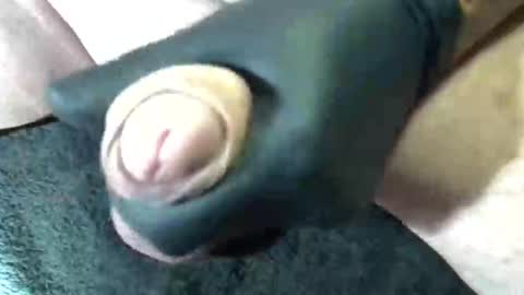 horse_dick9 online show from 11, 9, 2025