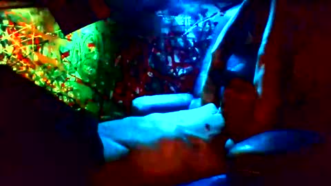 Snapshot of howbowdadareboy33 chatting on 12, 1, 2025 ask me online show from 12, 1, 2025