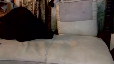 Snapshot of huippari chatting on 8, 12, 2024 huippari online show from 8, 12, 2024