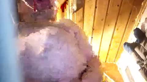 Snapshot of hung34u chatting on 8, 1, 2026 hung34u online show from 8, 1, 2026