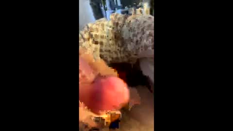 hungminer69 online show from 12, 4, 2026