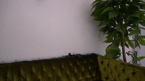 Danielle online show from 11, 1, 2025