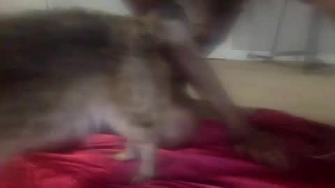 Snapshot of iysisfv chatting on 26, 9, 2025 iysisfv online show from 26, 9, 2025