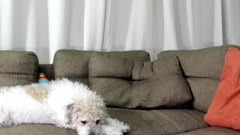 Calix  Independient model Insta and twt Calixsnake online show from 20, 1, 2025