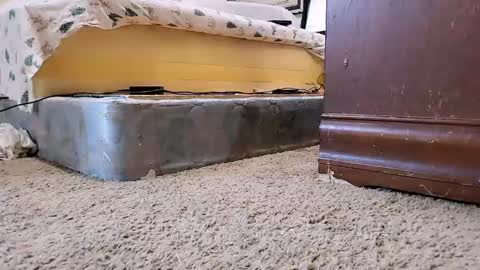 Bootyshows online show from 9, 9, 2025