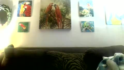 jay-jay1475 online show from 20, 1, 2025