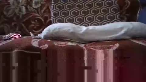 Snapshot of jimmyshelby12 chatting on 25, 1, 2025 jimmyshelby12 online show from 25, 1, 2025