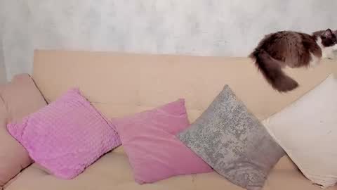Alex Alexandra online show from 24, 6, 2026
