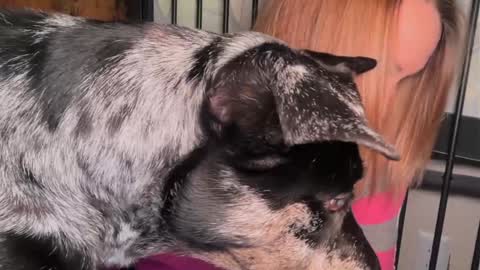 Kailee Smile online show from 29, 3, 2026