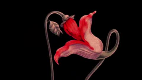 Snapshot of katsurotaro chatting on 2, 3, 2025 katsuro online show from 2, 3, 2025