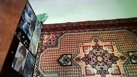 kikibang_ online show from 20, 11, 2025