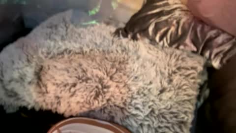 Snapshot of kissahsins chatting on 29, 12, 2024 Kissah Kreampuff online show from 29, 12, 2024