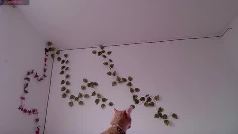 Kitty online show from 3, 3, 2026