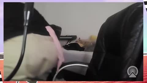 Snapshot of kittykay86 chatting on 16, 12, 2025 Bella Blue BBW online show from 16, 12, 2025