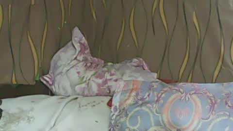 LadyXSnakes online show from 11, 2, 2025