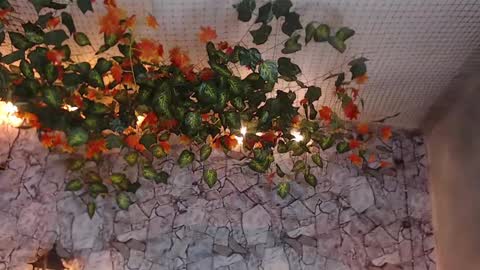 Lancelot Benwick online show from 7, 1, 2025