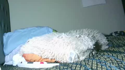 latinincognito online show from 4, 2, 2026