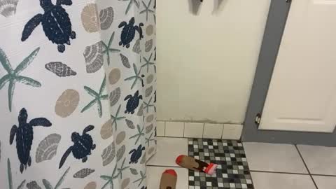 lazyladypug425146 online show from 15, 12, 2025