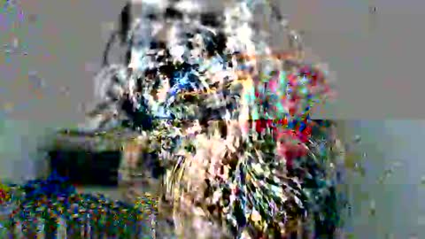 lolita online show from 17, 12, 2024