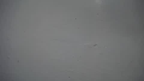 lisa_branch online show from 16, 11, 2025