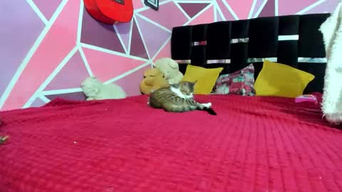 Snapshot of littledoll__ chatting on 20, 12, 2025 --- Onlyfans Free -- online show from 20, 12, 2025