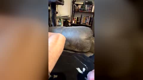 longhairhunky online show from 7, 3, 2026