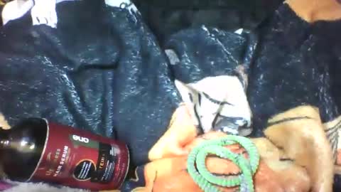 lovaelisa online show from 18, 10, 2025