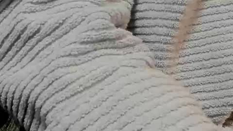 Snapshot of lustgardener67 chatting on 9, 2, 2025 lustgardener67 online show from 9, 2, 2025