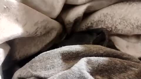 Snapshot of lvacd11 chatting on 22, 1, 2025 Lvac11 online show from 22, 1, 2025