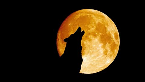 mastersex1001 online show from 21, 12, 2025