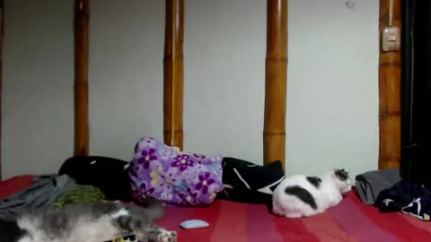 Mia  Sam online show from 22, 3, 2026