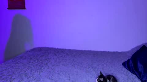 michellepetitte online show from 2, 4, 2026