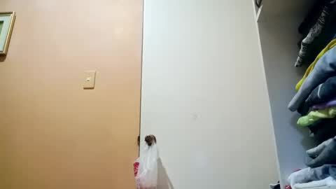 Snapshot of mirana_xxx chatting on 30, 10, 2025 Im Ping online show from 30, 10, 2025