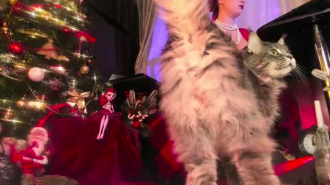 Snapshot of miss_asmodeus chatting on 24, 12, 2024 missAsmodeus online show from 24, 12, 2024