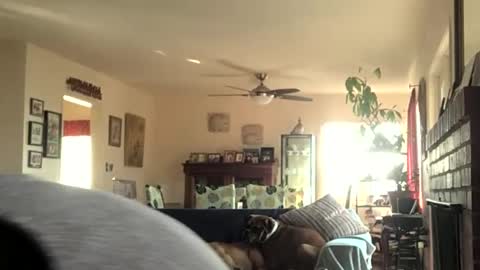 Monkee Dance online show from 11, 12, 2024