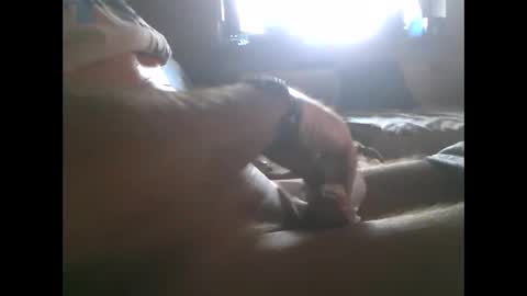 Snapshot of mowgli1977 chatting on 28, 12, 2024 mowgli1977 online show from 28, 12, 2024