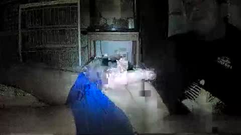 mrgray11xxx aussie online show from 8, 12, 2024