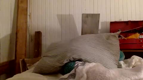 Snapshot of mywi11yisbiggy chatting on 29, 11, 2025 str8 dom alphaAsian Daddy type. sorry not bi or curious but i dont judgediscrimenate. online show from 29, 11, 2025