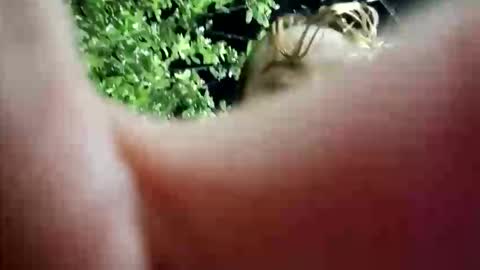 nanna_and_balder2 online show from 19, 4, 2026