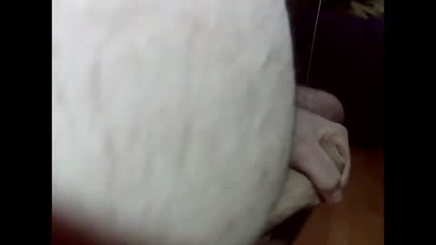 ncbncb online show from 1, 3, 2025