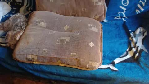 Lilly  online show from 17, 2, 2026