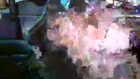 nick stavrou online show from 19, 12, 2025