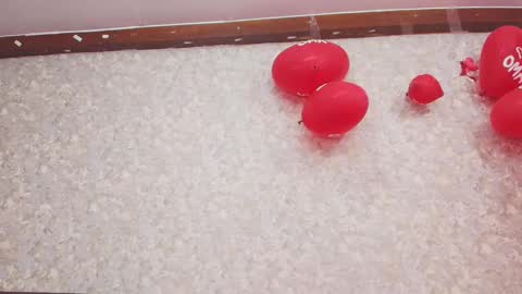 Snapshot of nicol_ferrer chatting on 13, 2, 2025 Nicol online show from 13, 2, 2025