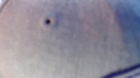 nicolas online show from 12, 12, 2024