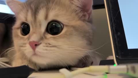 Sun or Luna online show from 20, 2, 2025