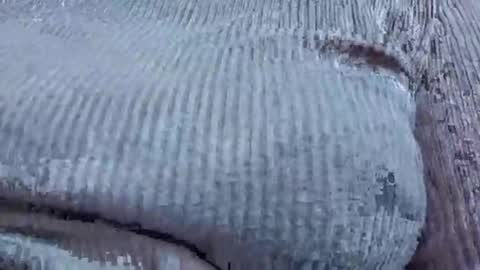 nora_roy246 online show from 9, 1, 2026