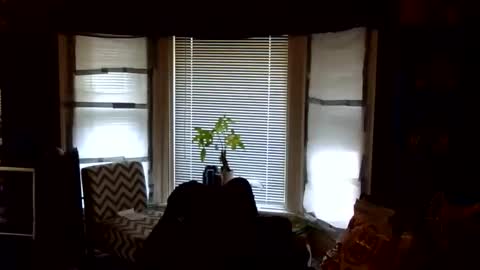 oscar flores online show from 24, 2, 2026